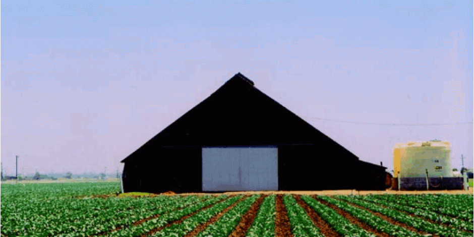Gonzales barn with lettuce field
