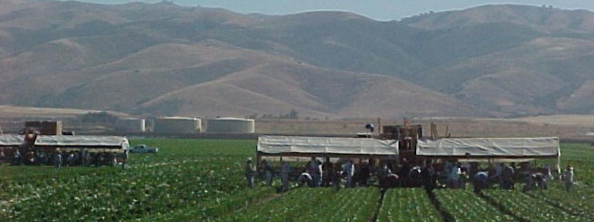 Machines and crews harvesting celery on Johnson Canyon Road