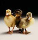 three ducklings
