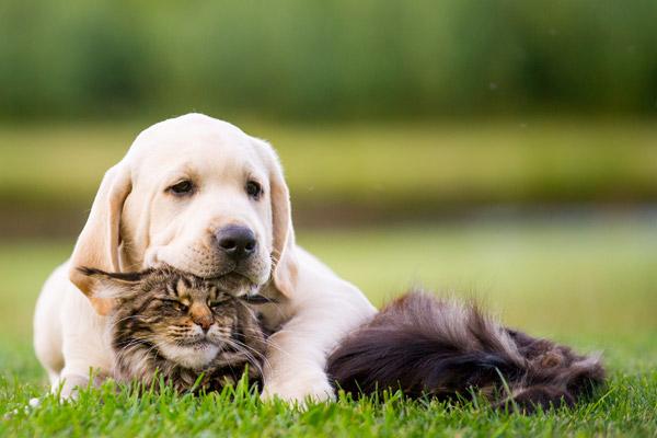 Cute Dog and Cat